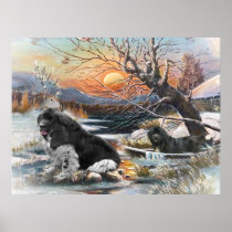 Two Newfies winter scene Print