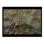 Two nutria postcard