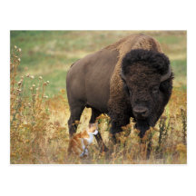 Two of a Kind Post Cards