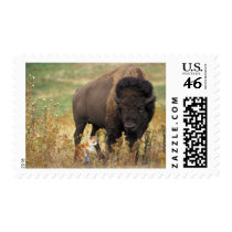 Two of a Kind Postage