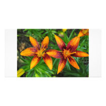 two orange and red tiger lillies photo cards