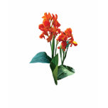 Two Orange Cannas Ladies Two Orange Cannas Ladies