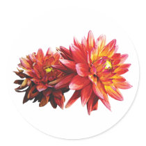 Two Orange Dahlias stickers