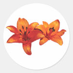 Two Orange Lilies Stickers