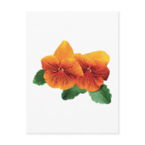 Two Orange Pansies postcards