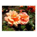 Two Orange Roses Post Cards