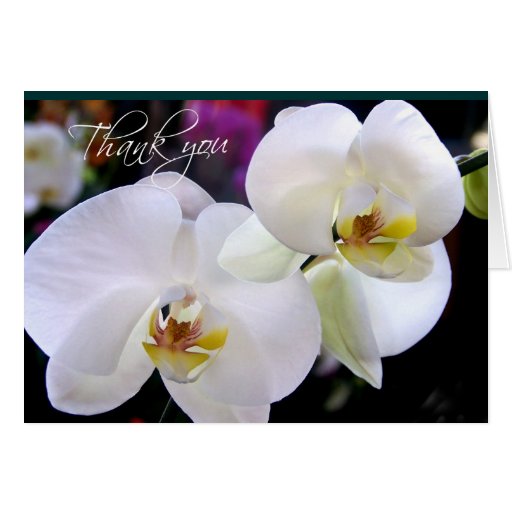 Two Orchid thank you note cards | Zazzle