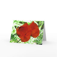 Two Oriental Poppies card
