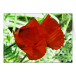 Two Oriental Poppies Card