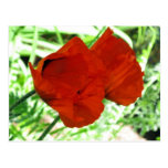 Two Oriental Poppies Post Cards