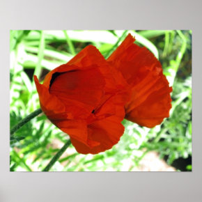 Two Oriental Poppies