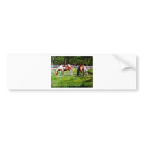 Two Paint Horses grazing Bumper Stickers