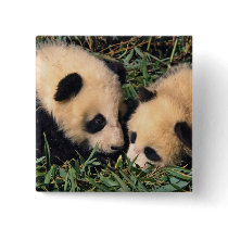 Two panda cubs in the bamboo bush, Wolong,