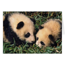 Two panda cubs in the bamboo bush, Wolong,