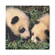 Two panda cubs in the bamboo bush, Wolong,