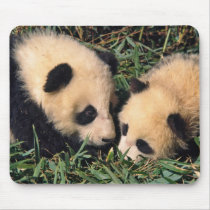 Two panda cubs in the bamboo bush, Wolong,