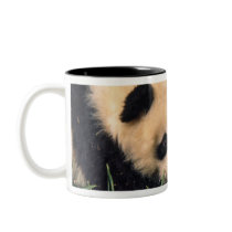 Two panda cubs in the bamboo bush, Wolong, Coffee Mug