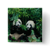 Two pandas eating bamboo together, Wolong, 2