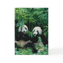 Two pandas eating bamboo together, Wolong, 2