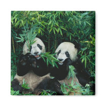 Two pandas eating bamboo together, Wolong, 2