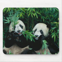 Two pandas eating bamboo together, Wolong, 2