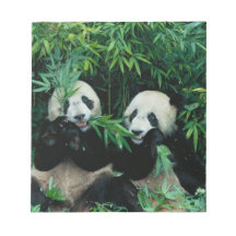 Two pandas eating bamboo together, Wolong, 2 Notepad