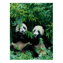 Two pandas eating bamboo together, Wolong, 2 Postcard
