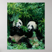 Two pandas eating bamboo together, Wolong, 2
