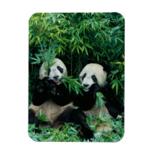 Two pandas eating bamboo together, Wolong, 2 Vinyl Magnets