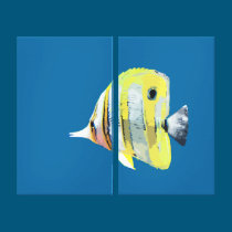 Two Panel Copper-banded Butterfly Fish canvas prints
