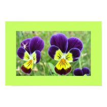 Two Pansies, One Hitchhiker posters