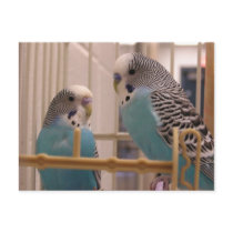 Two Parakeets postcards by okcshelter Two Parakeets postcards