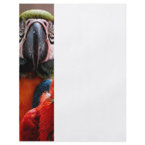Two Parrots Closeup Full Color Flyer