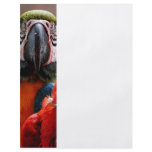 Two Parrots Closeup flyers