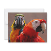 Two Parrots Closeup Custom Announcements