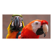 Two Parrots Closeup Custom Photo Card