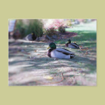 Two peas in a pod postcards
