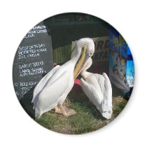 Two Pelicans Fridge Magnets