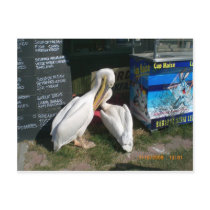 Two Pelicans Post Card