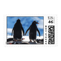 Two Penguins Postage Stamps