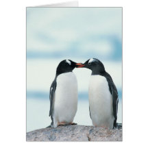 Two Penguins touching beaks Cards