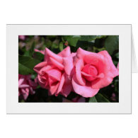 two perfect hot pink rose flowers. love greeting card