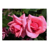 two perfect hot pink rose flowers. love cards