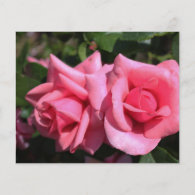 two perfect hot pink rose flowers. love custom flyer