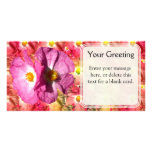 floral, peony, peonies, closeup, flower, flowers,