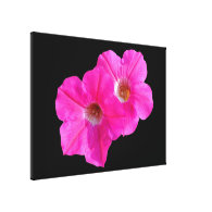 two pink flowers in black background. stretched canvas prints