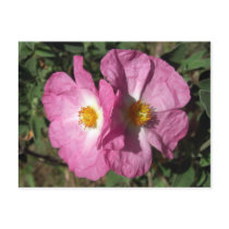 Two Pink Flowers Notes Card postcards