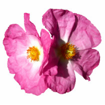 Two Pink Flowers Photo Sculpture