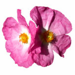 Two Pink Flowers Photo Sculpture
