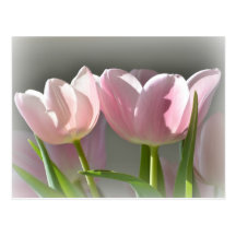 Two Pink Tulips Post Cards